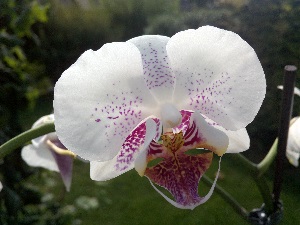 IMG usub 007 A.jpg